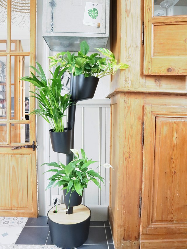Jardinière verticale d'intérieur avec plantes purificatrices d'air 10