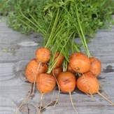 Le kit à semer carotte 7