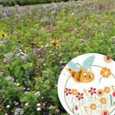 Mini-Kit de semis - graines de fleurs mellifères bio pour attirer les abeilles 2