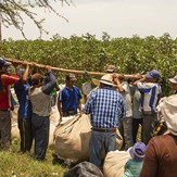 Agriculteurs péruviens en train de peser le coton bio récolté à la main - pitumarka