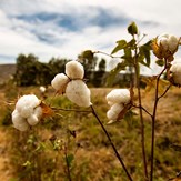 champ avec la culture de coton pima péruvien
