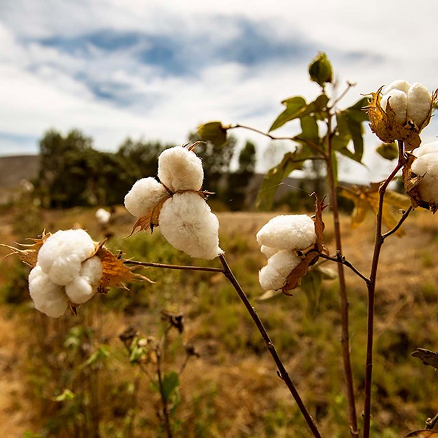 champ avec la culture de coton pima péruvien