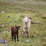 2 alpagas marron et blanc dans la nature, dans la région de Cusco au sud du Pérou