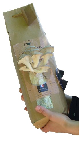 Kit champignons