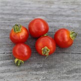 Le kit à semer tomate 7